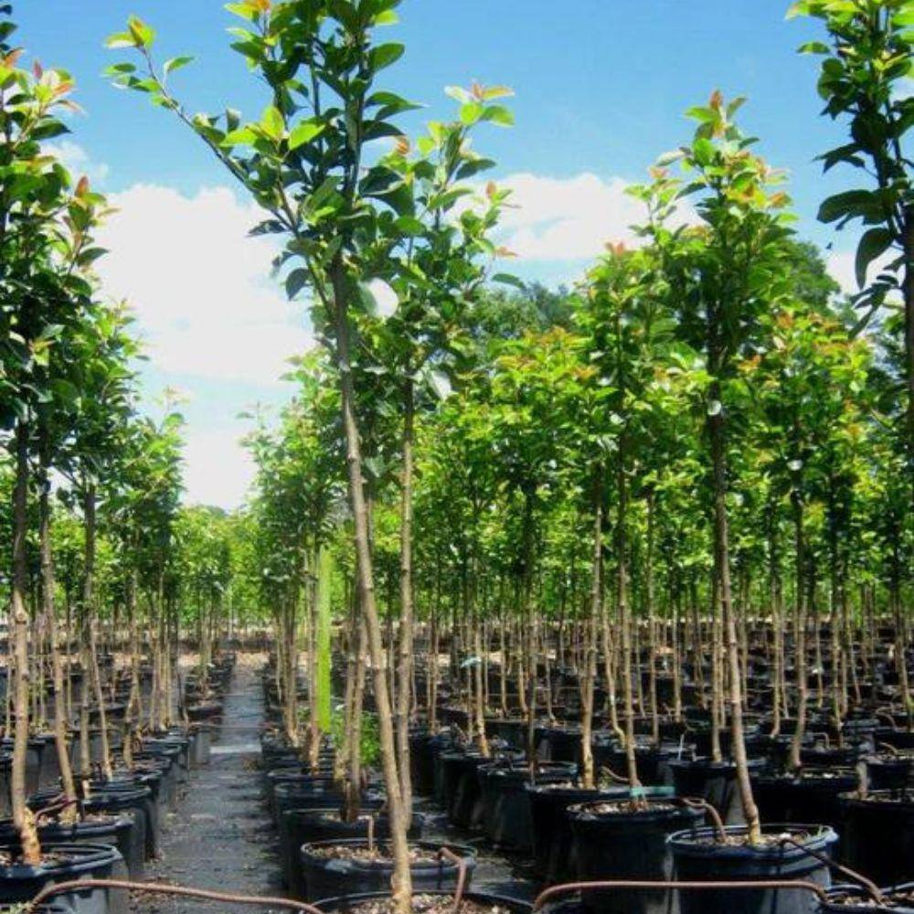 7 Gal. Flordahome Pear Tree PEAFLO07G