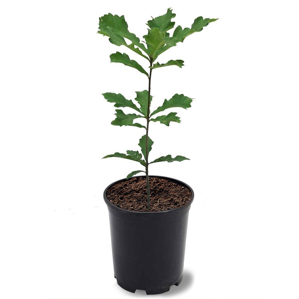 1 Gal. Swamp White Deciduous Oak Tree OAKSWA01G