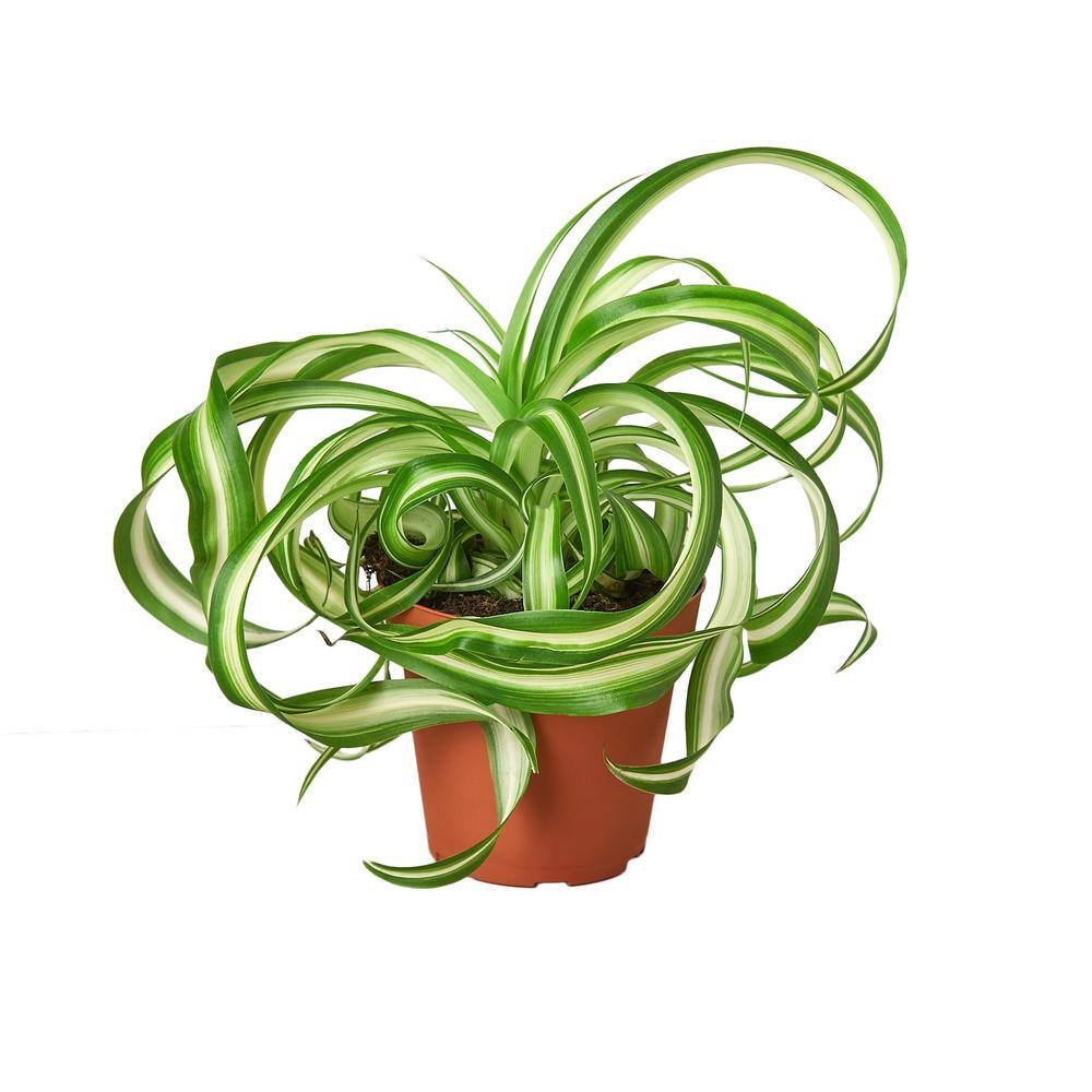 Spider Plant 'Bonnie' (Chlorophytum comosum) Plant in 4 in. Grower Pot 4_SPIDER_BONNIE