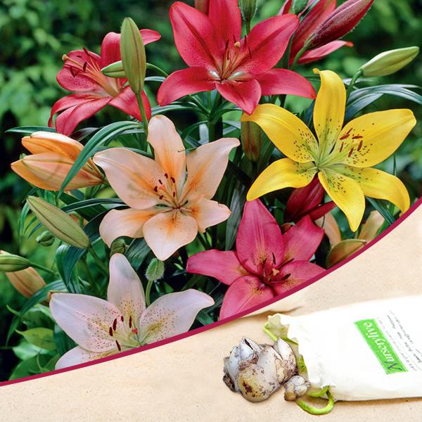 Asiatic Lilies (Mix Color) - Bulbs (set of 5)