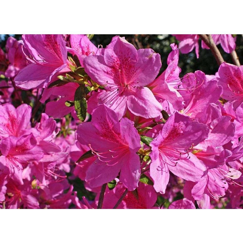 BELL NURSERY 1 Gal. Tradition Azalea Live Flowering Evergreen Shrub Pink Flowers AZLEA1TRA1PK