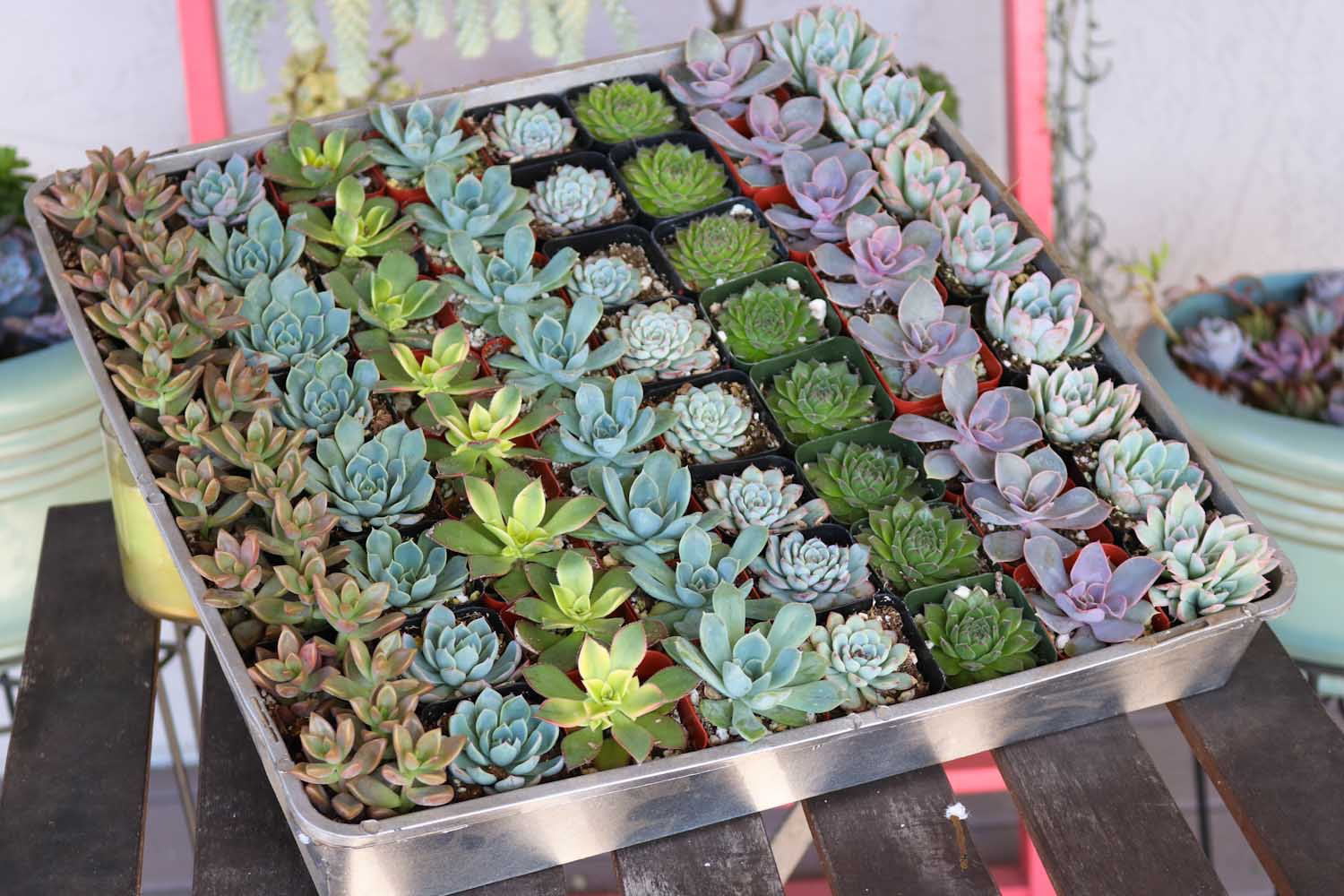 Rosette Succulents for Wedding Favors， Party Gifts and Gardens - 2