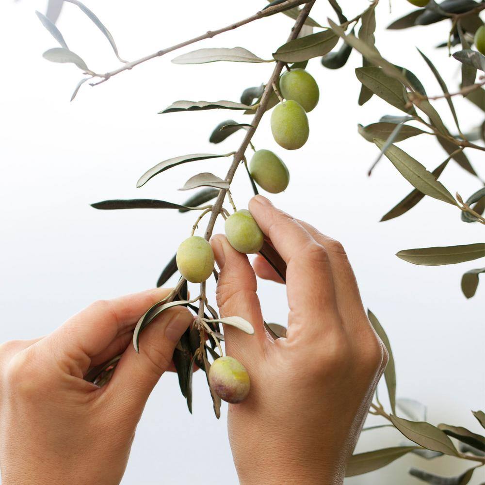 Alder  Oak #2 Container Leccino Olive Tree OLLE02
