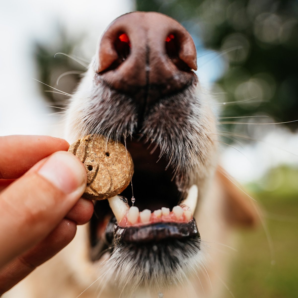 Earthborn Holistic Grain-Free Whitefish Meal Recipe Dog Treats