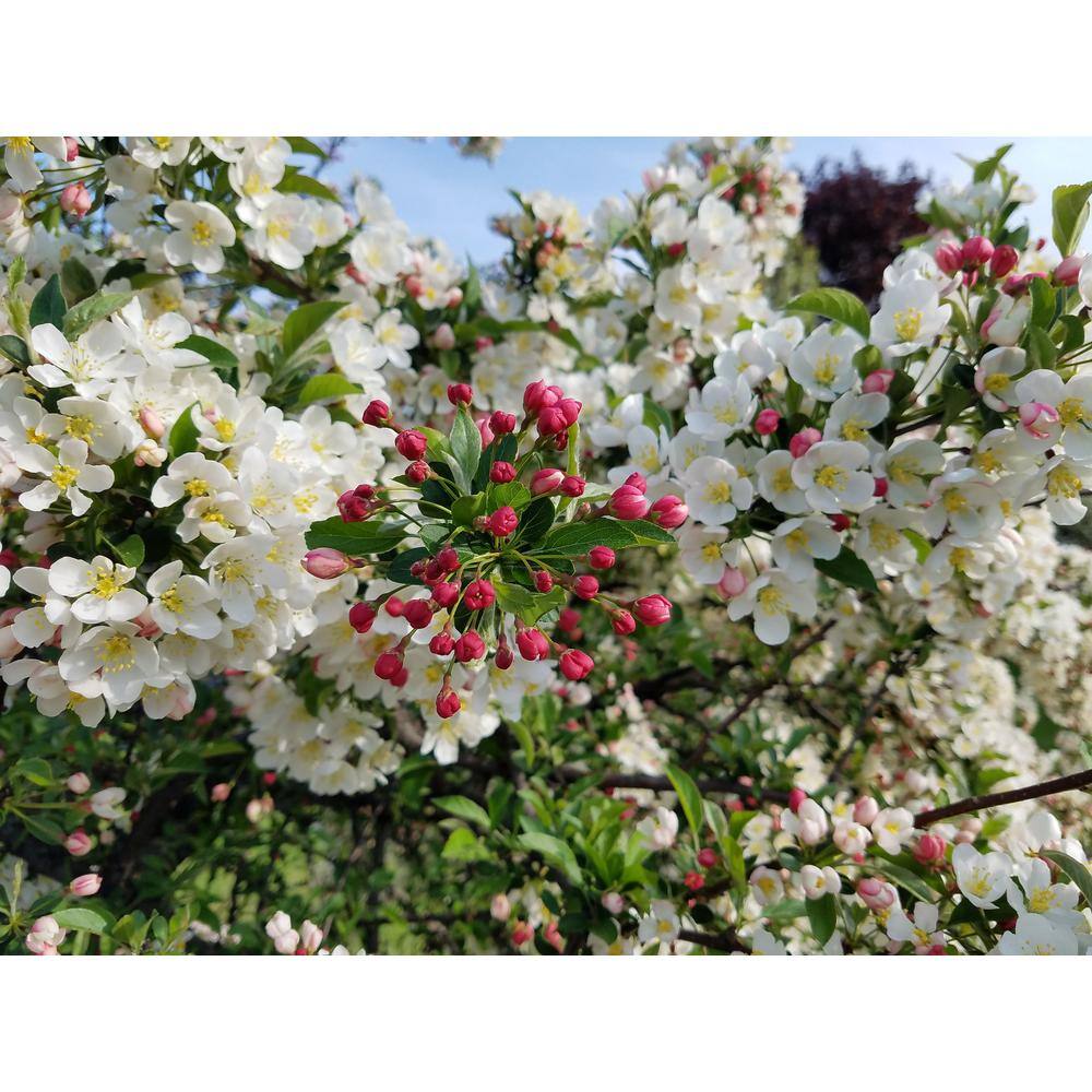 Online Orchards Dolgo Flowering Crabapple Tree Bare Root FLCA004