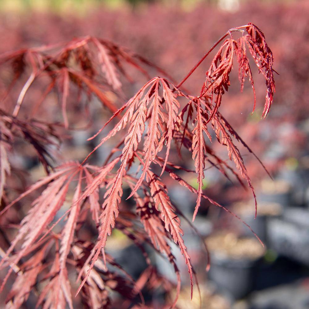 Perfect Plants 3 ft. to 4 ft. Tall Weeping Tamukeyama Japanese Maple Tree in Grower's Pot Elegant Flowing Red Foliage THD00557