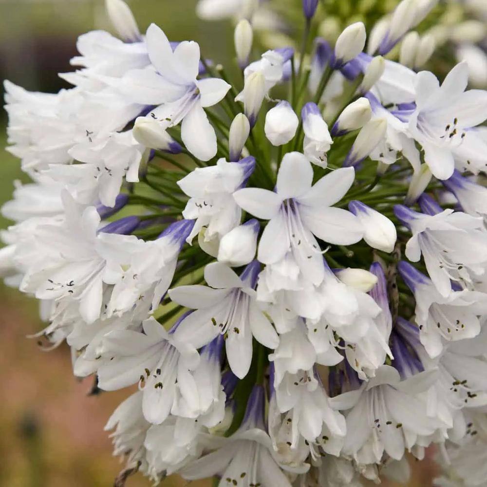 SOUTHERN LIVING 1.5 Gal. Queen Mum Agapanthus (Lily of the Nile) with White and Violet Bloom Clusters Live Perennial Plant 00932