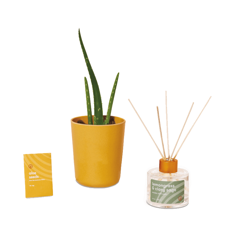 Modern Sprout Take Care Kit