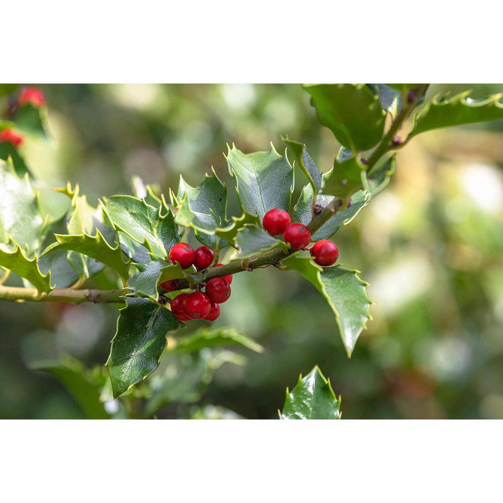 BELL NURSERY 3 Gal. Blue Princess Holly (Ilex) Evergreen Flowering Live Shrub with White Flowers ILEXM3BLU1PK