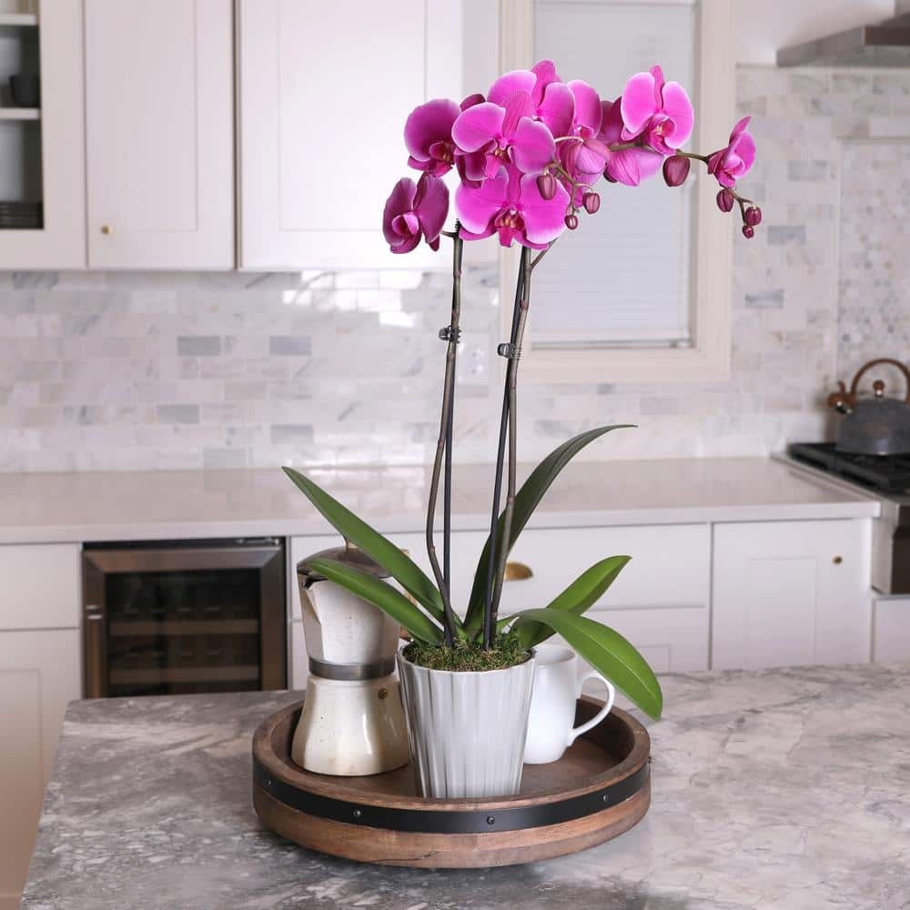 Just Add Ice Premium Orchid (Phalaenopsis) Purple Plant in 5 in. Grey Ceramic Pottery J5012