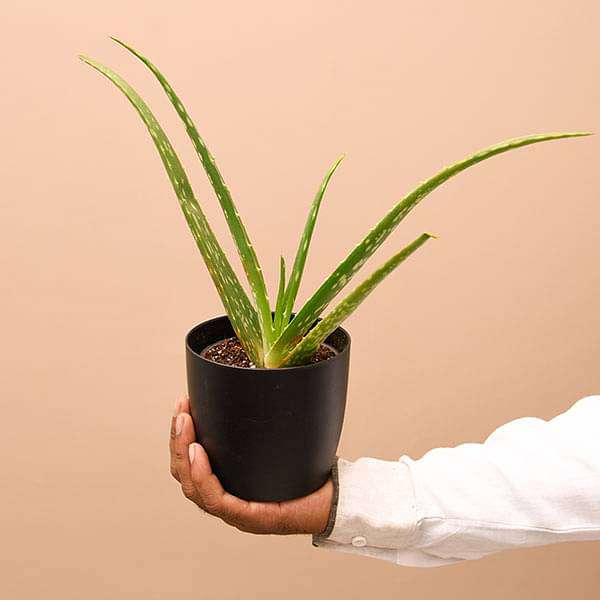 Aloe vera - Succulent Plant