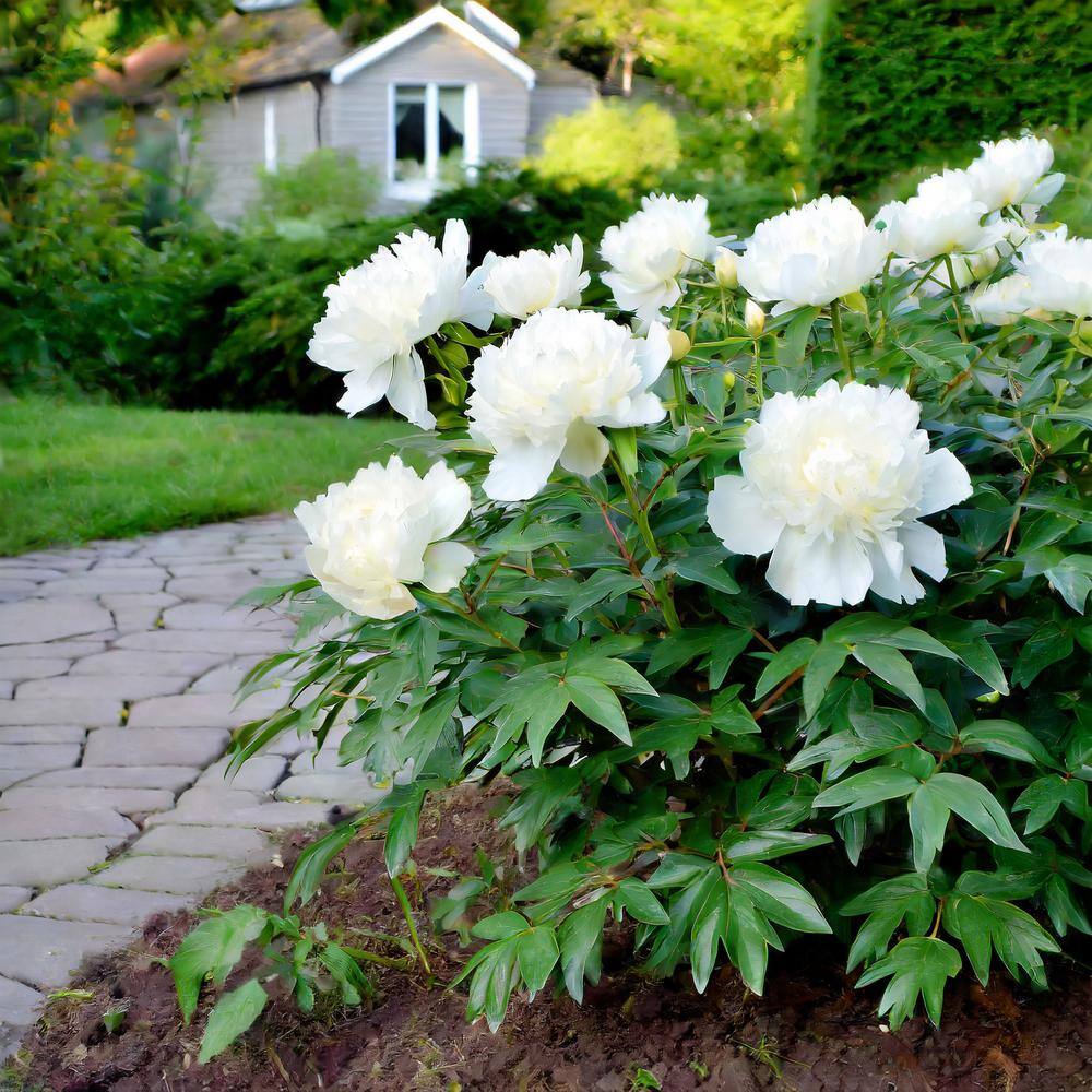 Vigoro Bowl of Cream Peony Flower Bulbs Bare Roots (Bag of 2) ECS-208-02-01