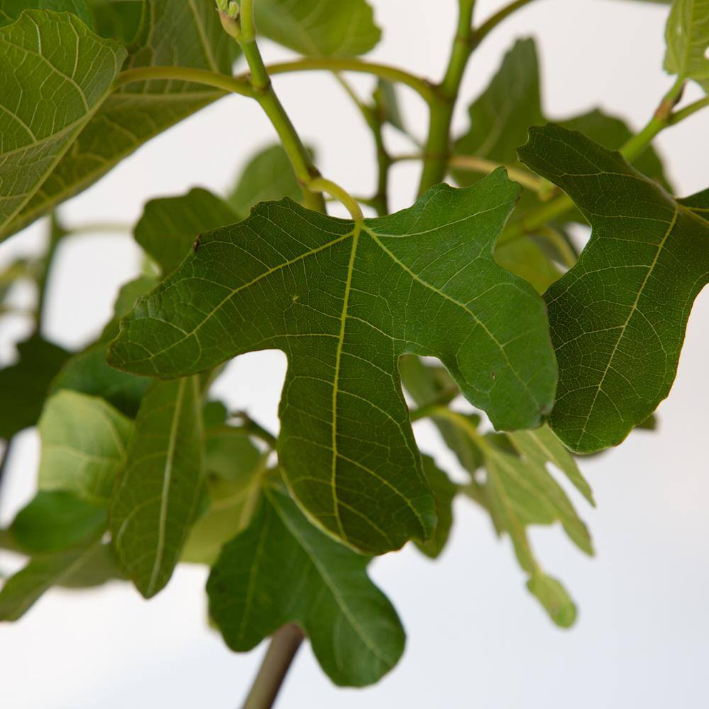 FLOWERWOOD 2.5 Gal. Brown Turkey Fig Tree 20503FL