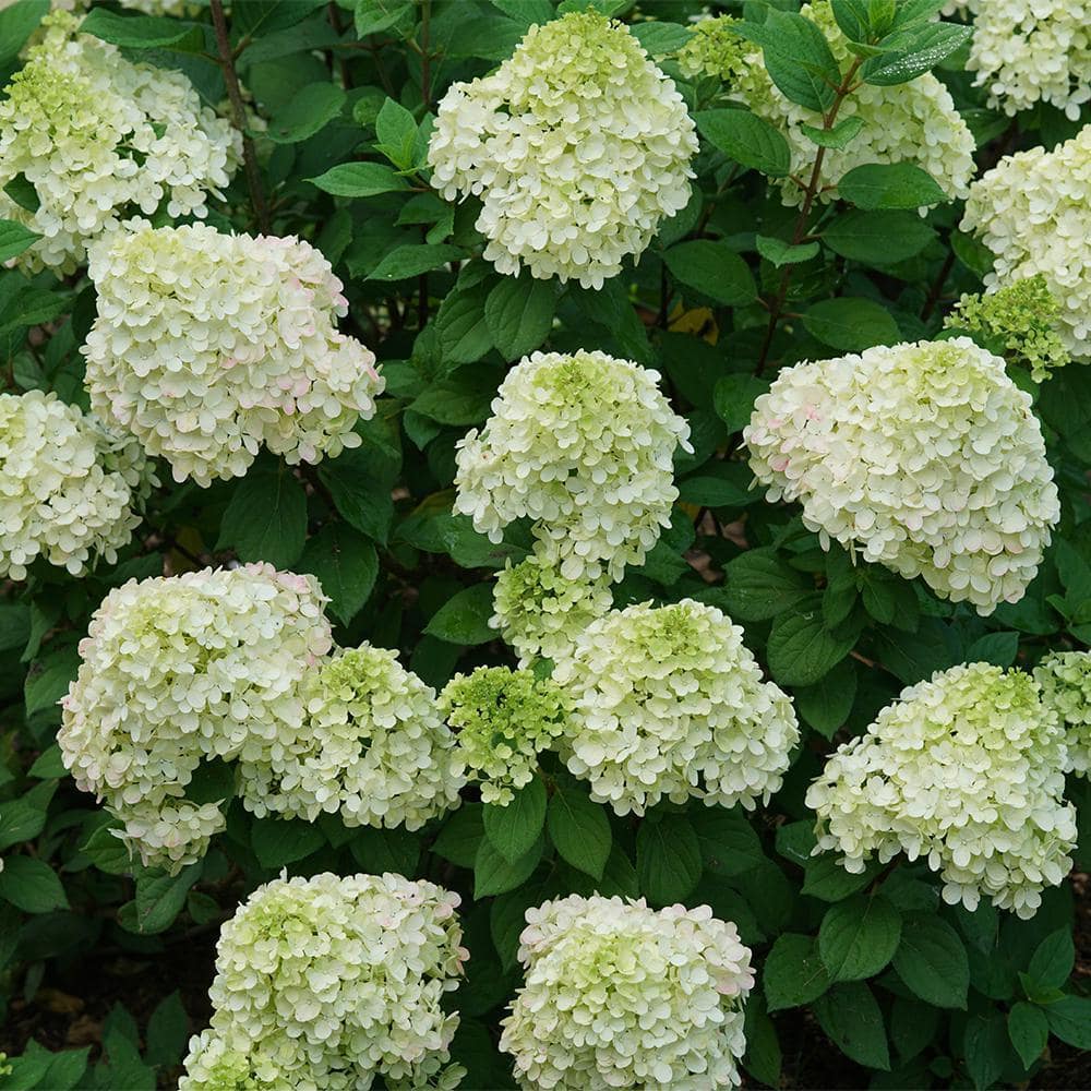 PROVEN WINNERS 2 Gal. Little Lime Punch Hydrangea Shrub with White Green and Pink Bloom 18142