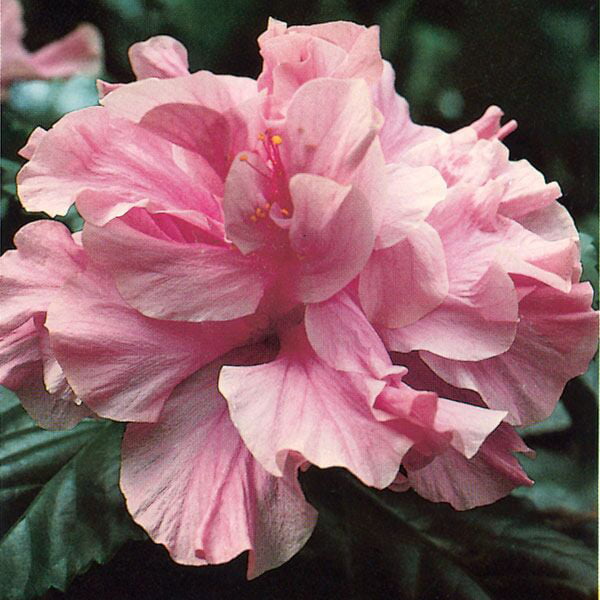 Hibiscus ‘Kona’ (Hibiscus rosa-sinensis hybrid) Flower Shrub， Blue Flowers Hardy Korean Rose of Sharon Starter 25+ seeds pack