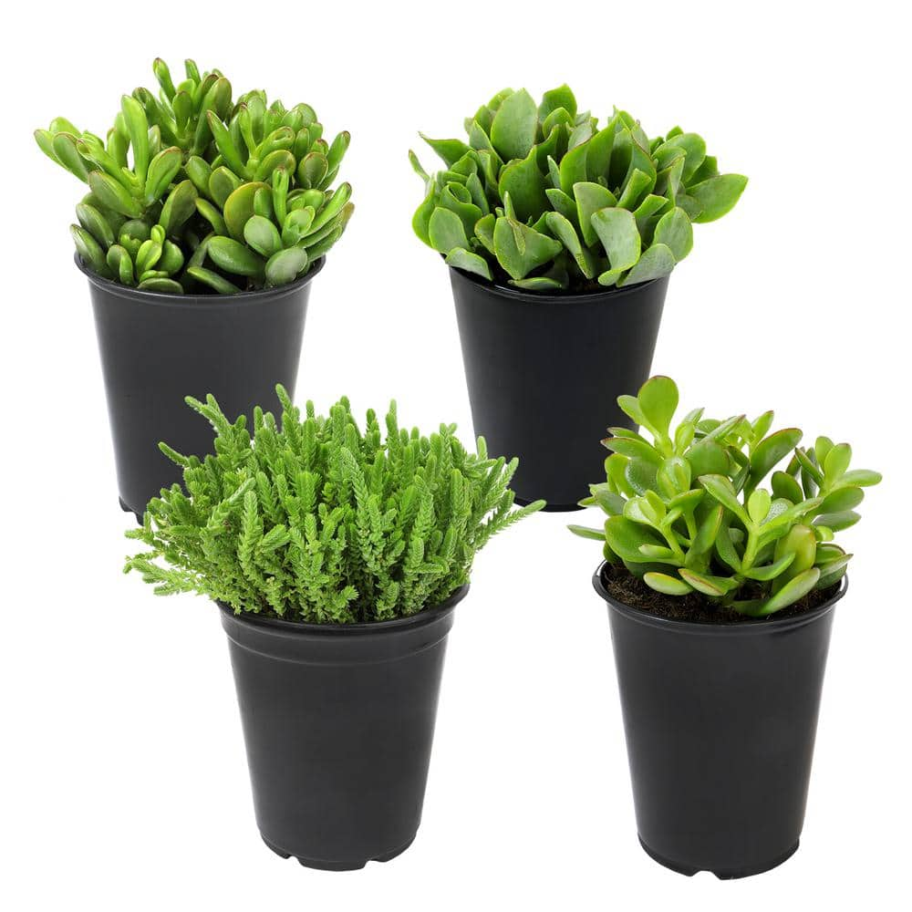 SMART PLANET 1 qt. Crassula Assorted Succulents (4-Pack) 0872632