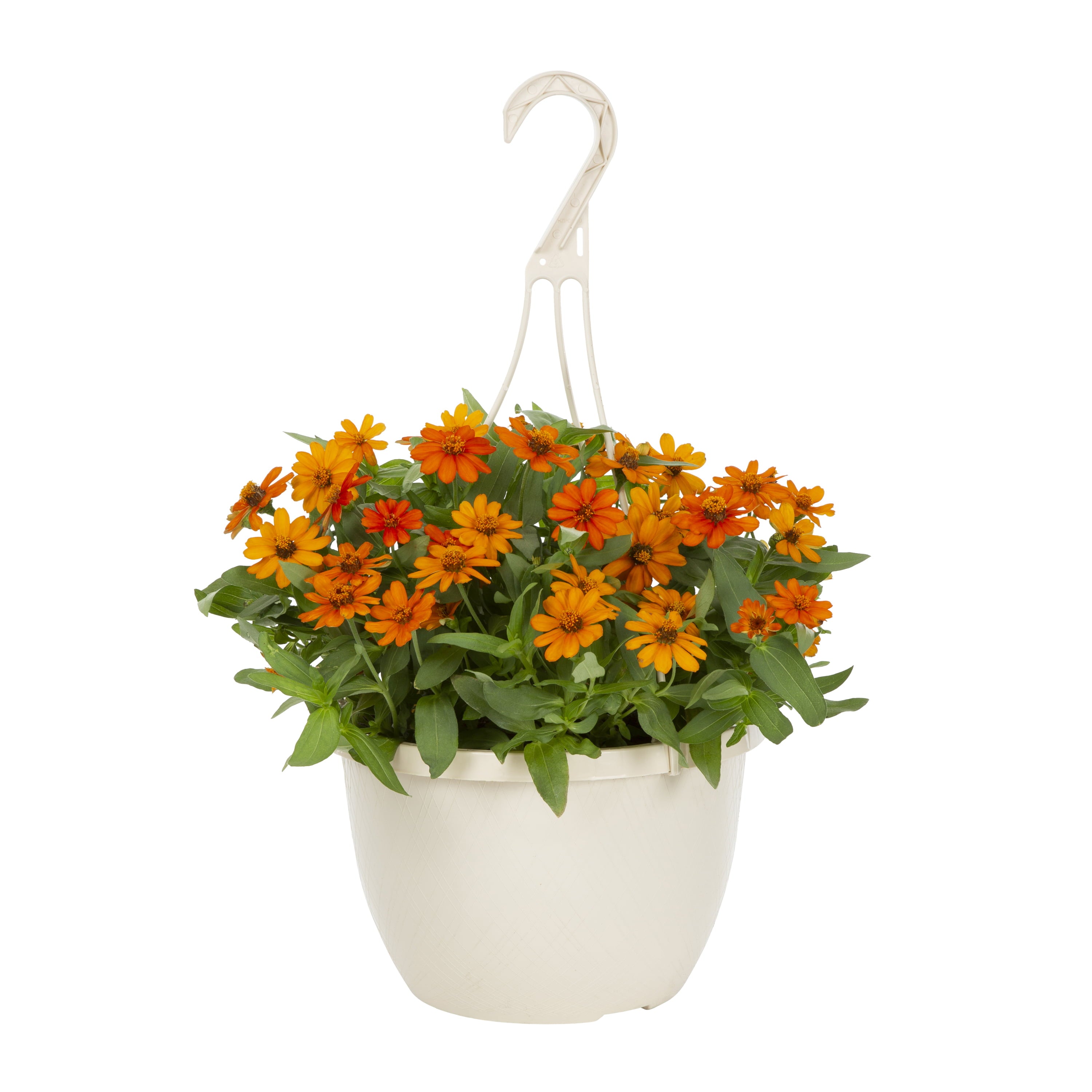 Expert Gardener 1.5G Orange Zinnia Annual Live Plant (1 Pack) with Hanging Basket