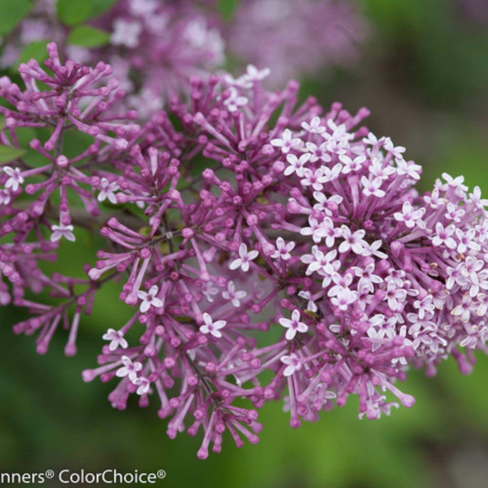 PROVEN WINNERS 2 Gal. Bloomerang Dark Purple Reblooming Lilac (Syringa) Live Shrub with Deep Purple Flowers PWSPA2BLM1PK