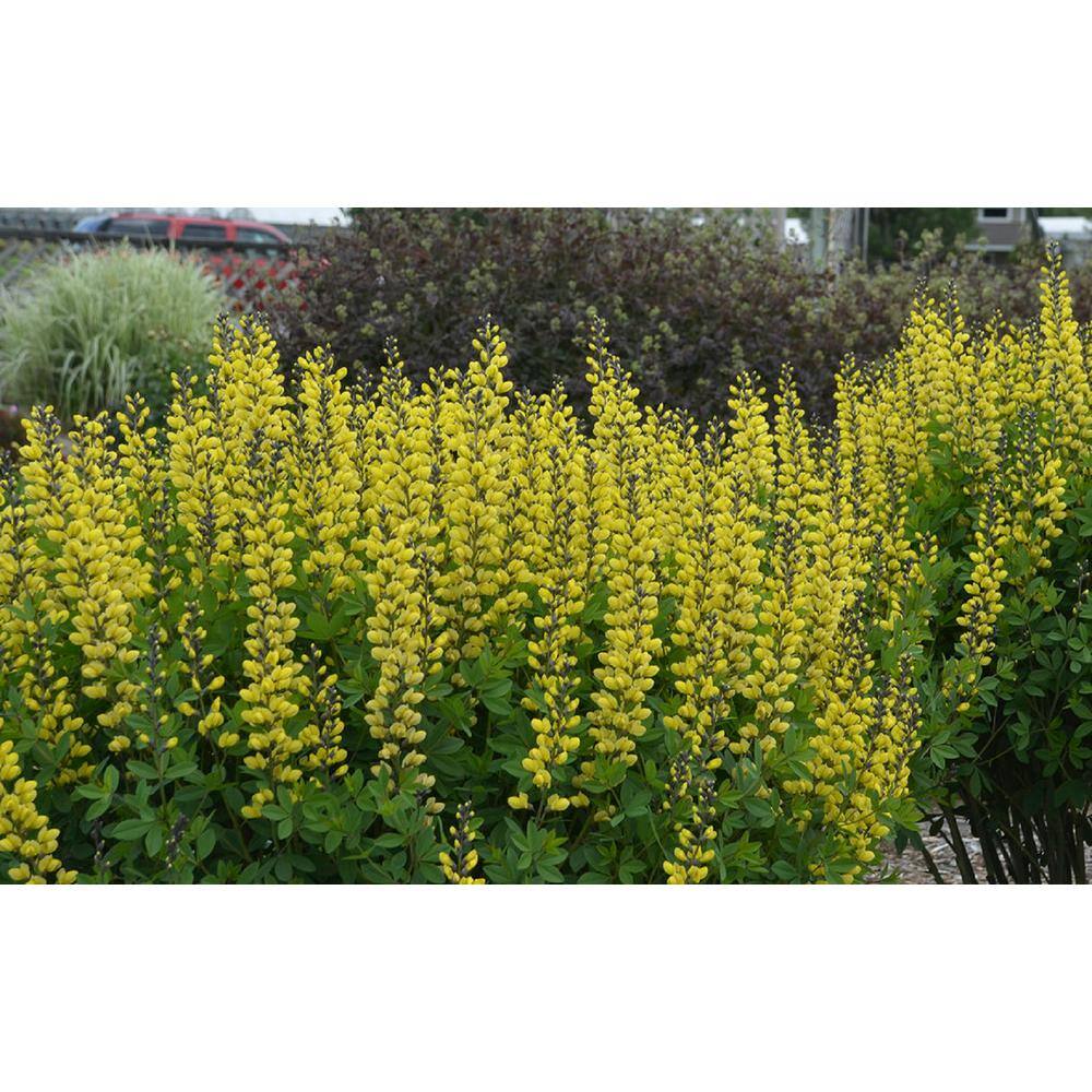 PROVEN WINNERS 3 Gal. Lemon Meringue Baptisia Live Perennial Plant (1-Pack) BAPTI3LEM1PK