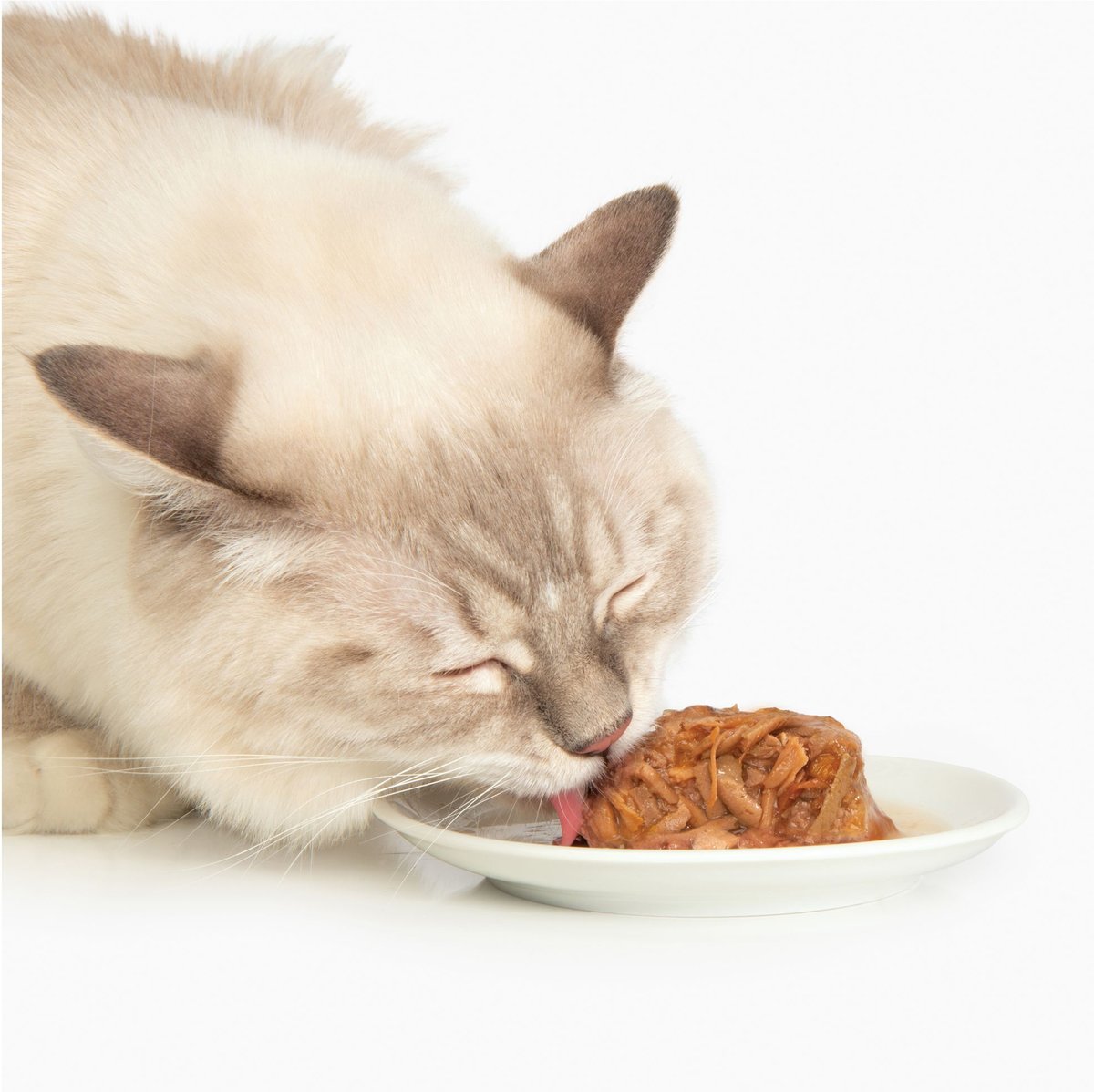 Catit Dinner Chicken w/Beef and Pupmkin Cat Wet Food， 2.8-oz can