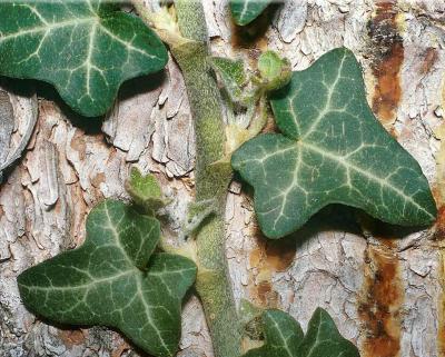 Classy Groundcovers - Baltic Ivy  {50 Bare Root Plants}