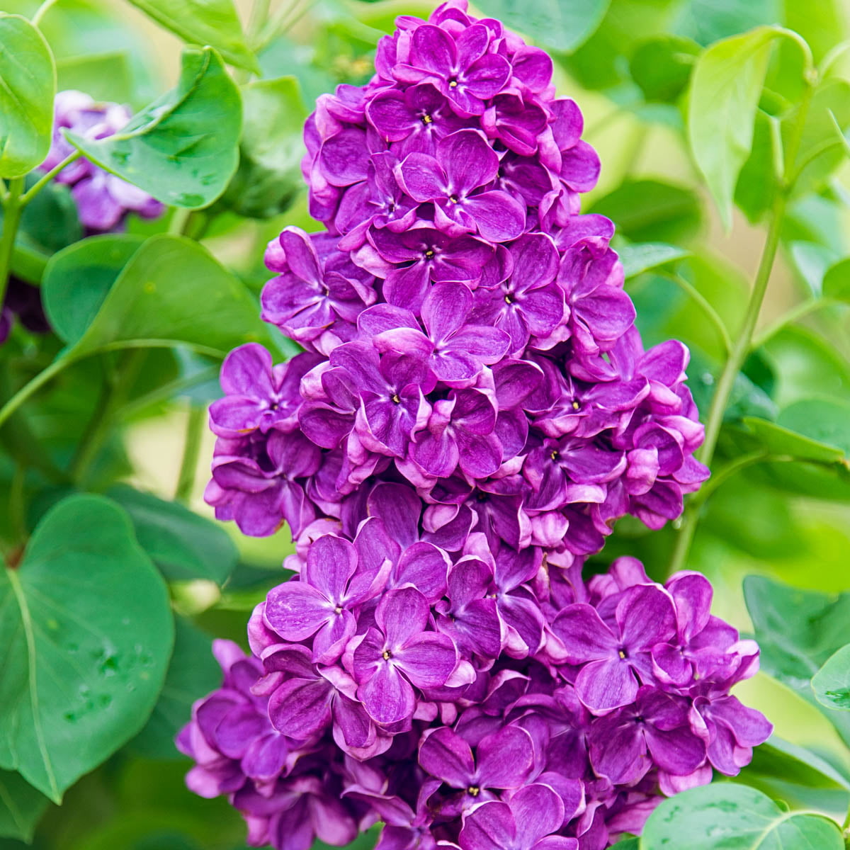 Yankee Doodle Lilac (Syringa) Bare Root Starter Flowering Shrub (1-Pack)