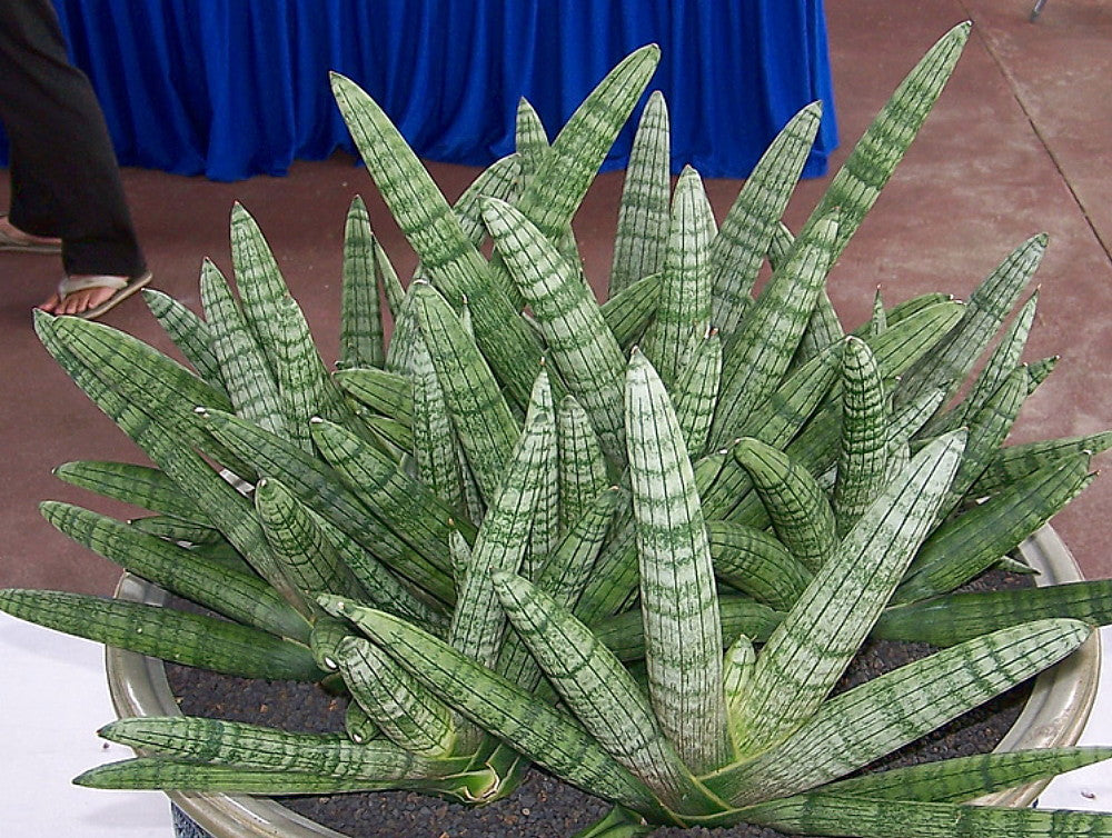 Rare Boncel Starfish Snake Plant -Sanseveria- Almost Impossible to Kill - 6