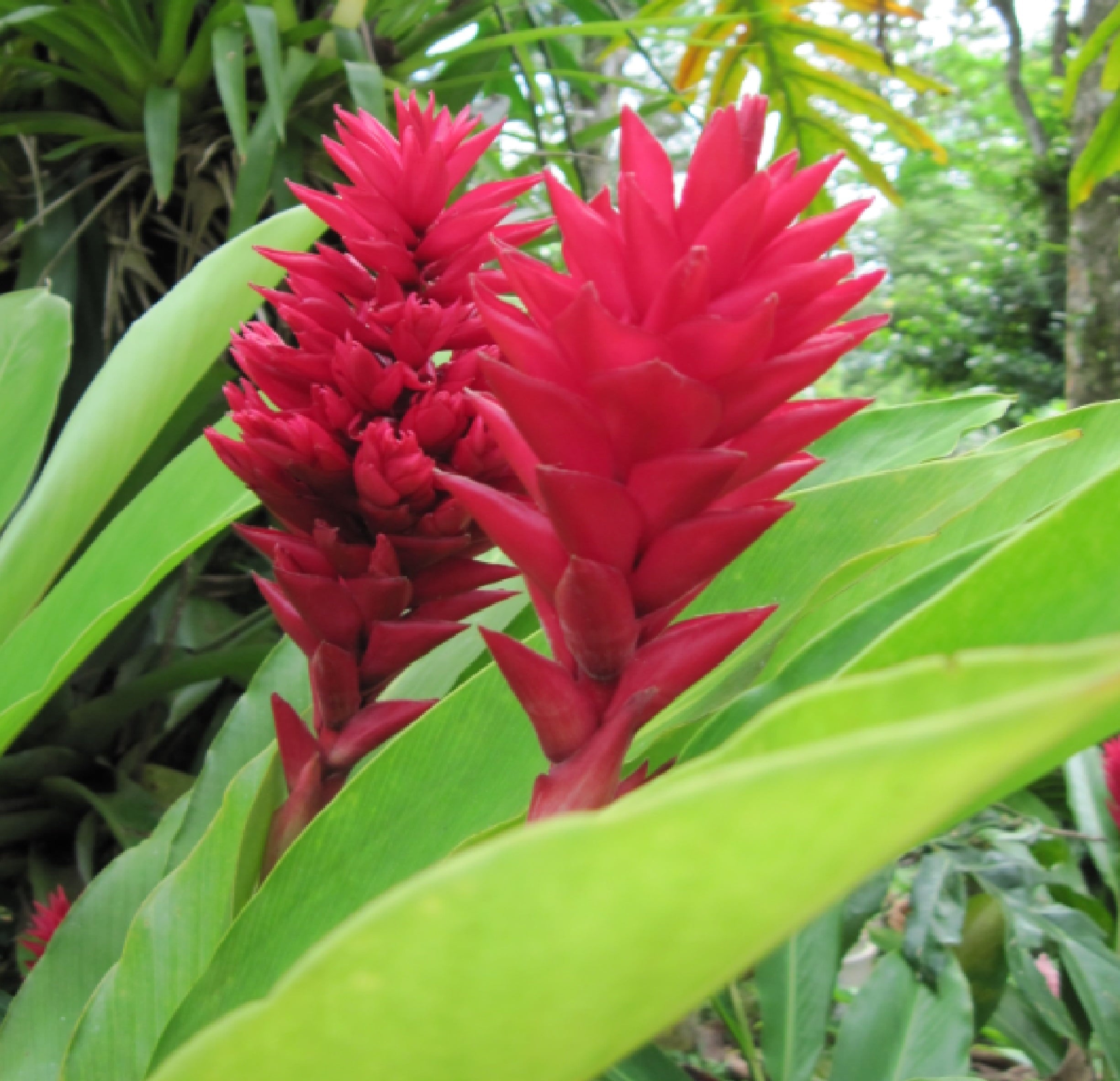 Live Red Ginger Plant 5