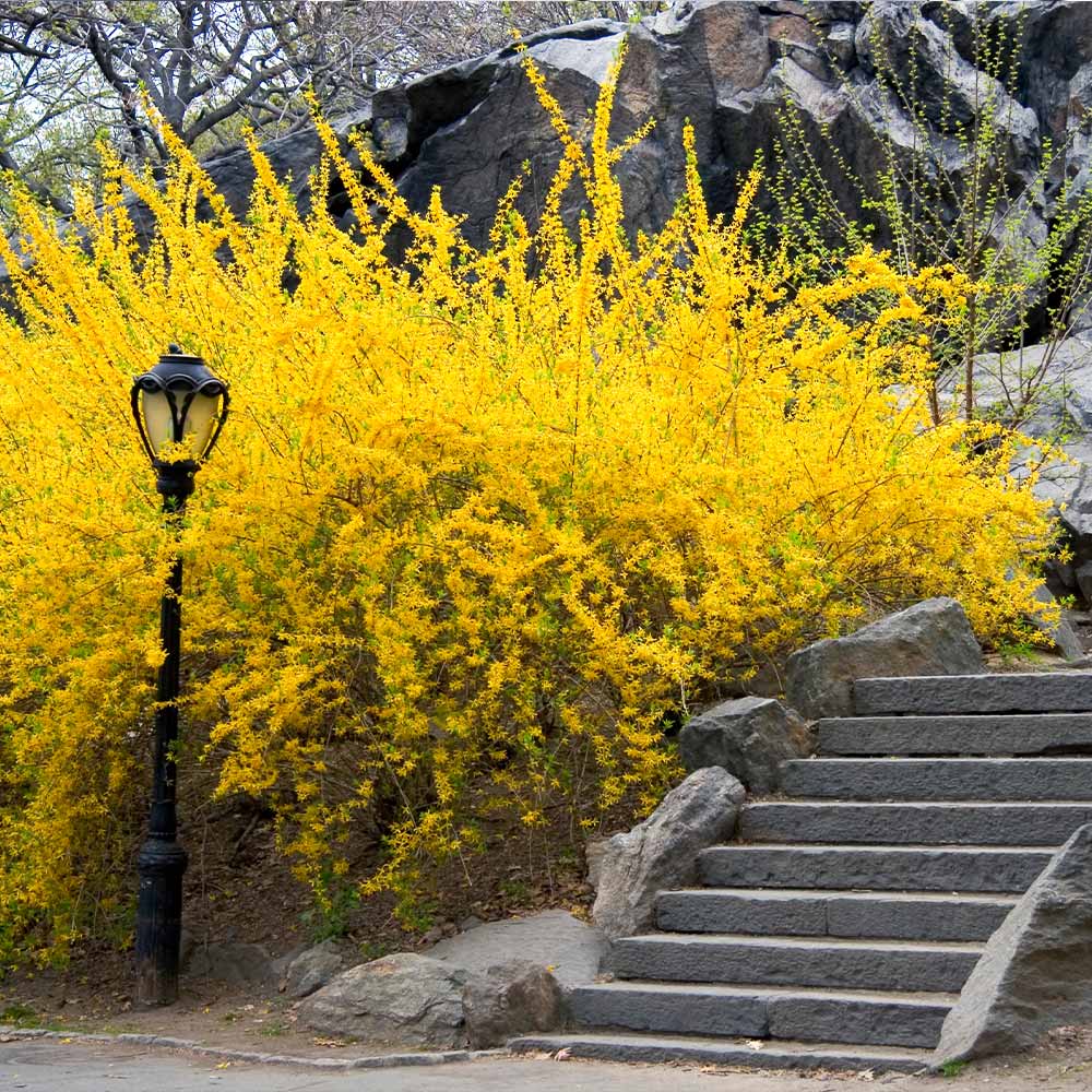 Lynwood Gold Forsythia Shrub