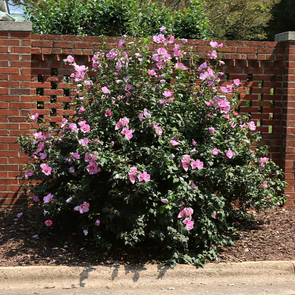 Minerva Rose of Sharon Althea Shrub