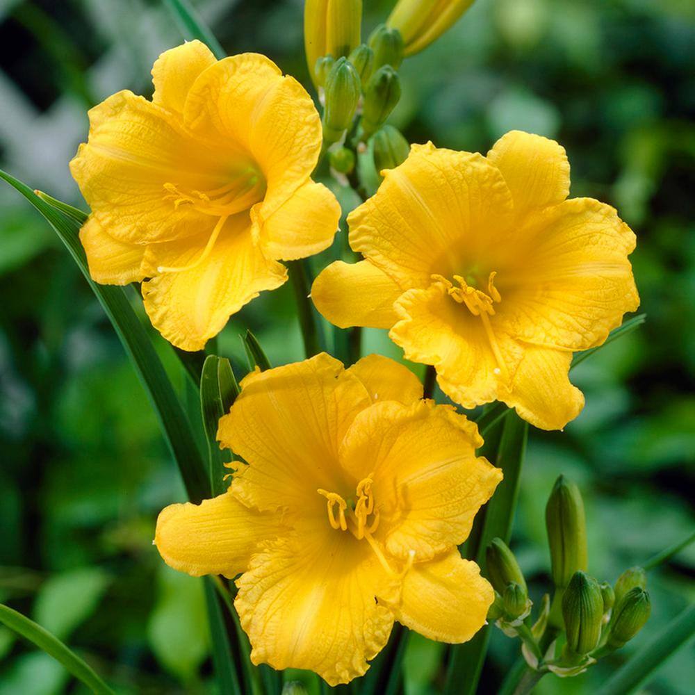 VAN ZYVERDEN Yellow Daylily Re-Blooming Stella de'Oro Roots (5-Pack) 83491