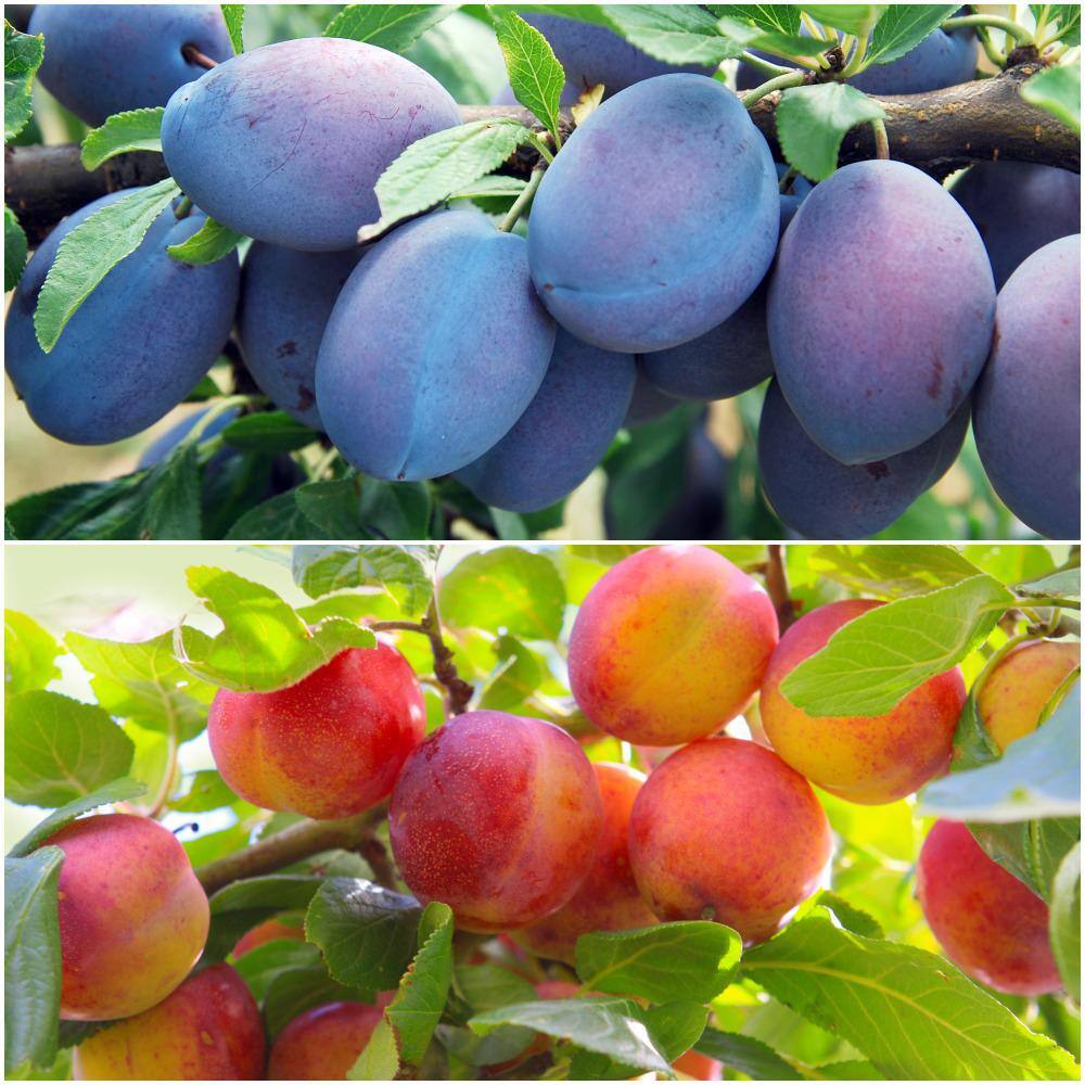 Online Orchards Double Plum Twist Bare Root Tree with 2 Different Plum Varieties Growing On 1 Tree CBPL002