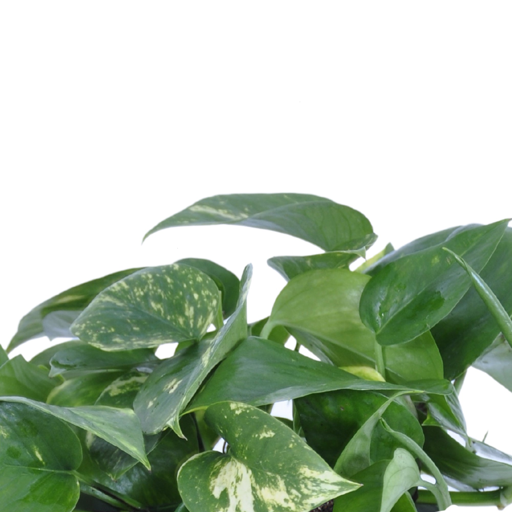 United Nursery Live Golden Pothos Houseplant 12-14in Tall in 6 inch Cream Bayside Decor Pot