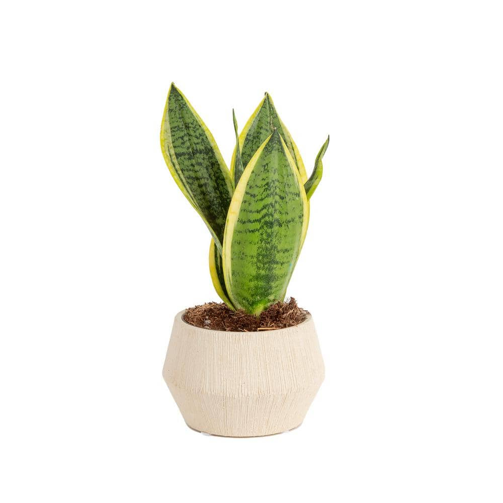 Costa Farms Grower's Choice Sansevieria Indoor Snake Plant in 4 in. Decor Pot Avg. Shipping Height 8 in. Tall CO.SN04.3.WHTCY