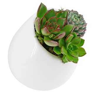 Arcadia Garden Products Round 3-12 in. x 4 in. Gloss White Ceramic Wall Planter (3-Piece) WP25