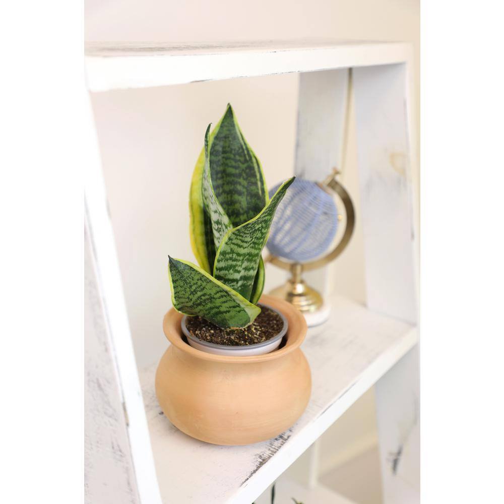 SMART PLANET Green and Yellow Variegated Live Snake Plant (Sansevieria Superba) Air Purifying Houseplant in 4.25 in. Grower Pot 0880030