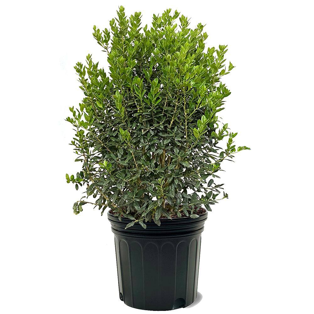 #1 Windmill Palm (2-Pack) THD00097
