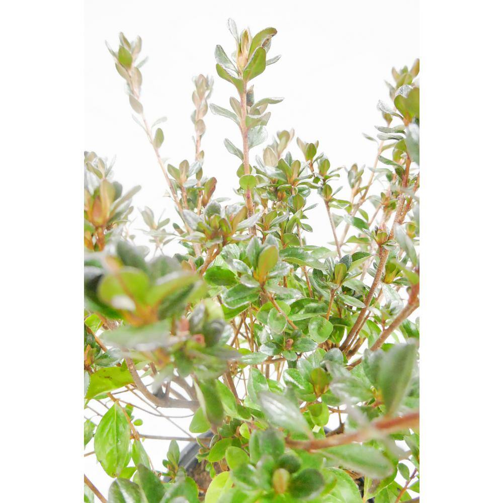 BELL NURSERY 1 Gal. Stewartstonian Azalea Live Evergreen Shrub Orange-Red Flowers (3-Pack) AZLEA1STE3PK