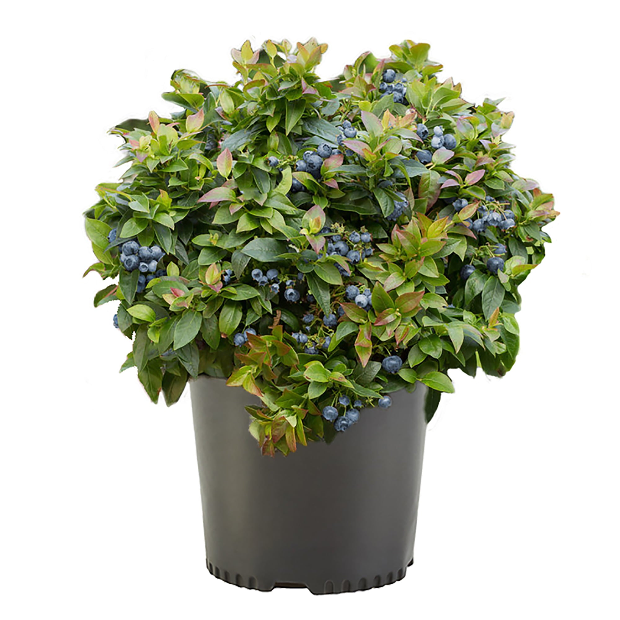 Blueberry Elliot Live Shrub (2.25 Gallon)