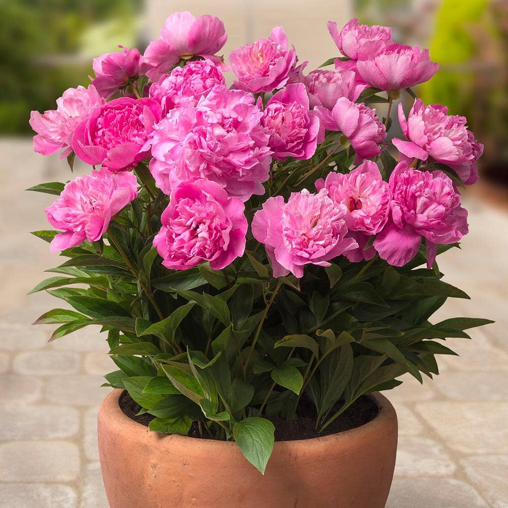 VAN ZYVERDEN Pink Patio Peonies Rome - For Containers 83487