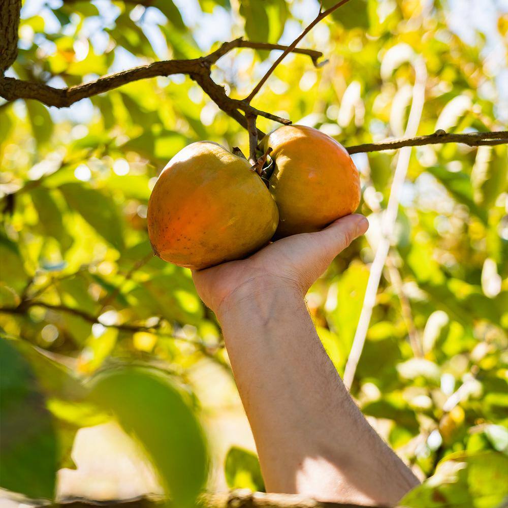 Perfect Plants Tanenashi Persimmon Tree 3 gal. Growers Pot Fruit Bearing Persimmon Tree THD-TanenashiPer-3G