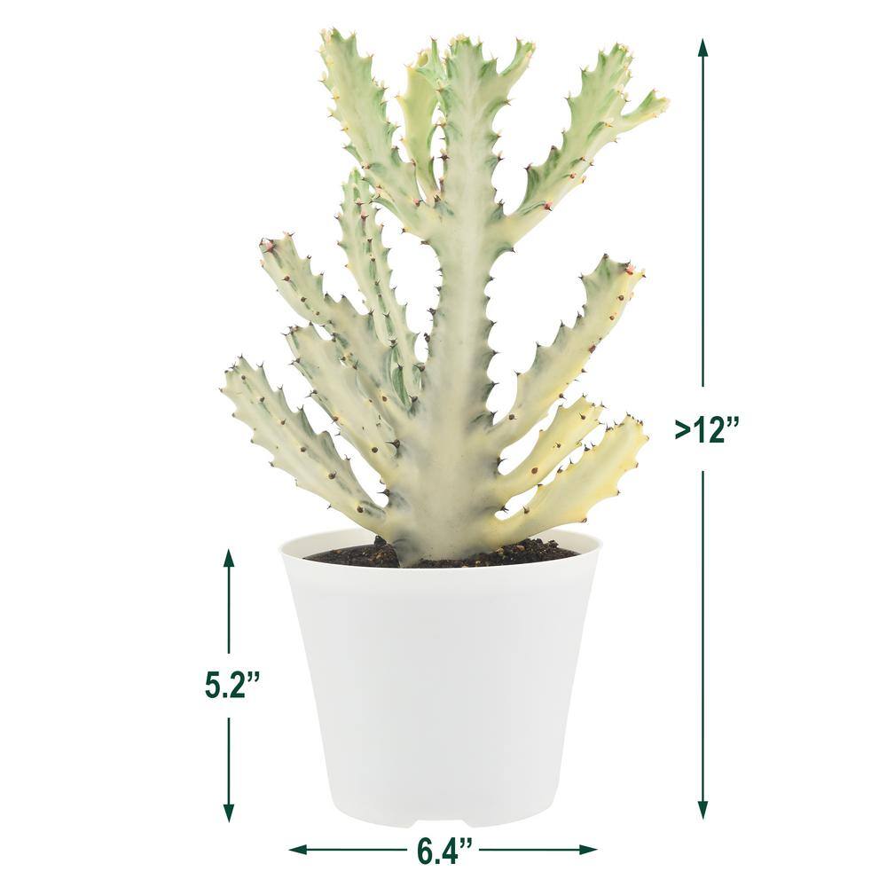 Arcadia Garden Products 6 in. Ghost Dragon Bone Cactus in White Plastic Grower Pot LV94