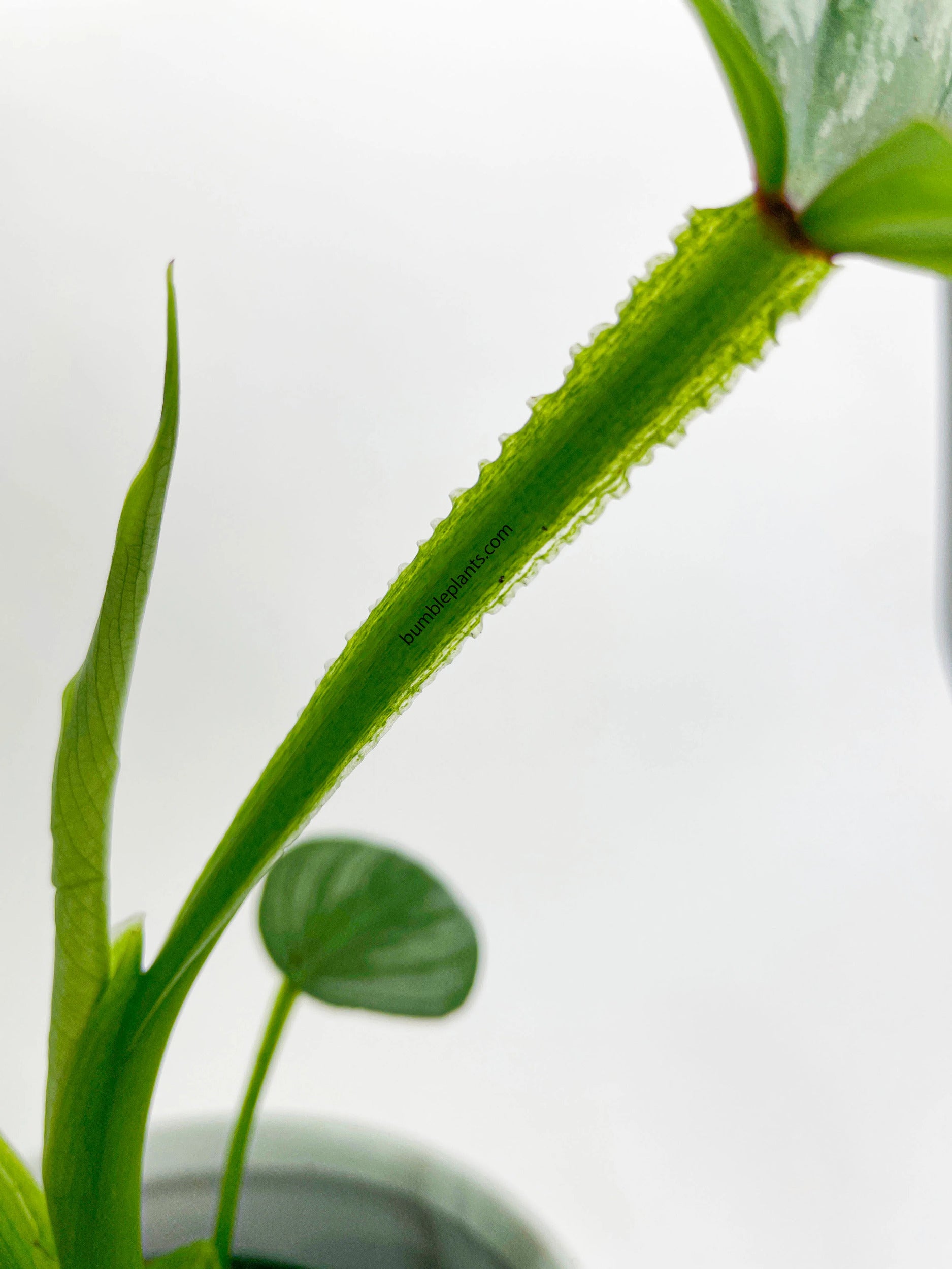 Philodendron Mamei 'Silver Cloud'