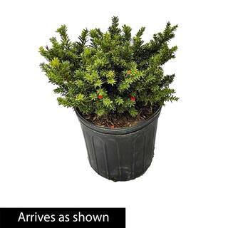 Gardens Alive! 2.25 Gal. Pot Browni Globe Yew (Taxus) Shrub Live Potted Evergreen Plant (1-Pack) 92384