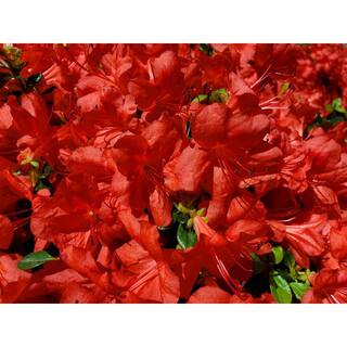 BELL NURSERY 1 Gal. Stewartstonian Azalea Live Flowering Evergreen Shrub Orange-Red Flowers AZLEA1STE1PK
