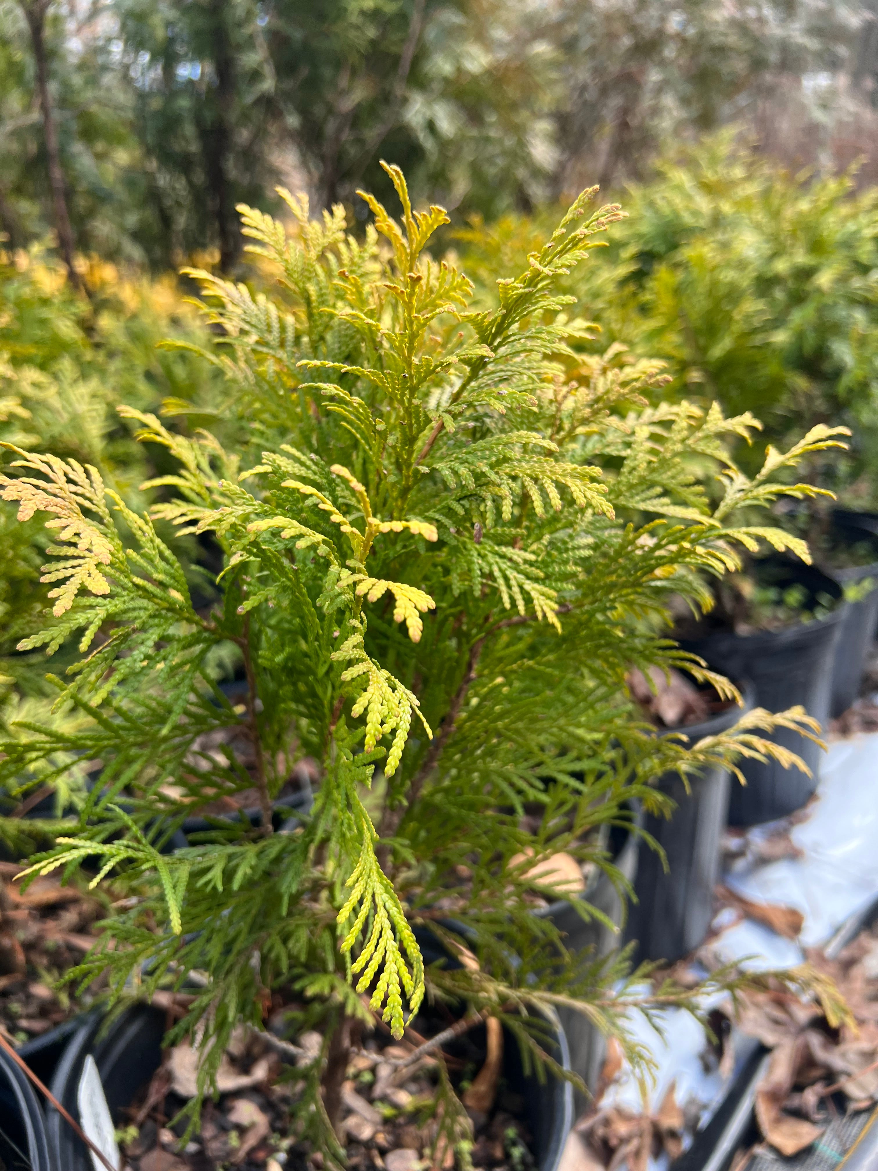 Golden Globe Arborvitae