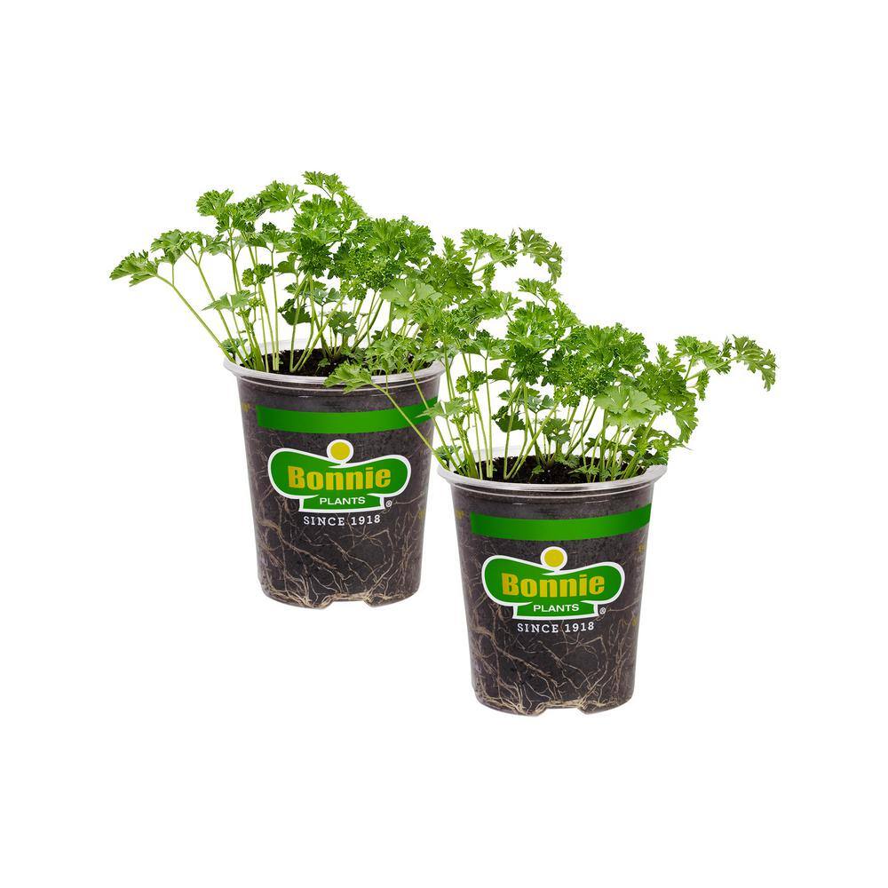 Bonnie Plants 19 oz. Curled Parsley Herb Plant 1003800701