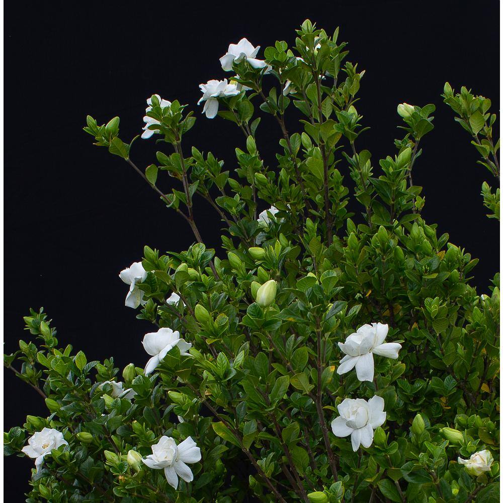 Vigoro 2 Gal. Echo Swan Queen Gardenia Live Evergreen Shrub White Fragrant Blooms 11036