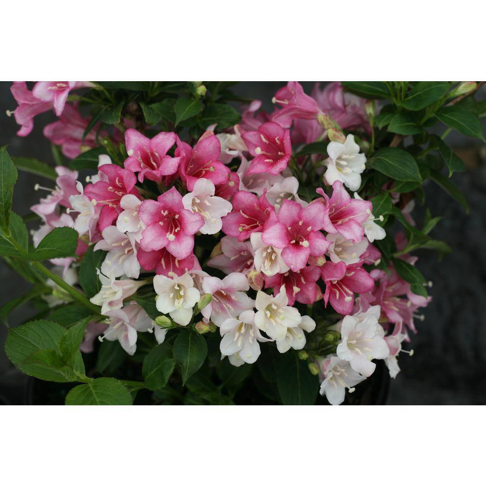 PROVEN WINNERS 1 Gal. Czechmark Trilogy (Weigela) Live Shrub White Pink and Red Flowers WEIPRC1216101