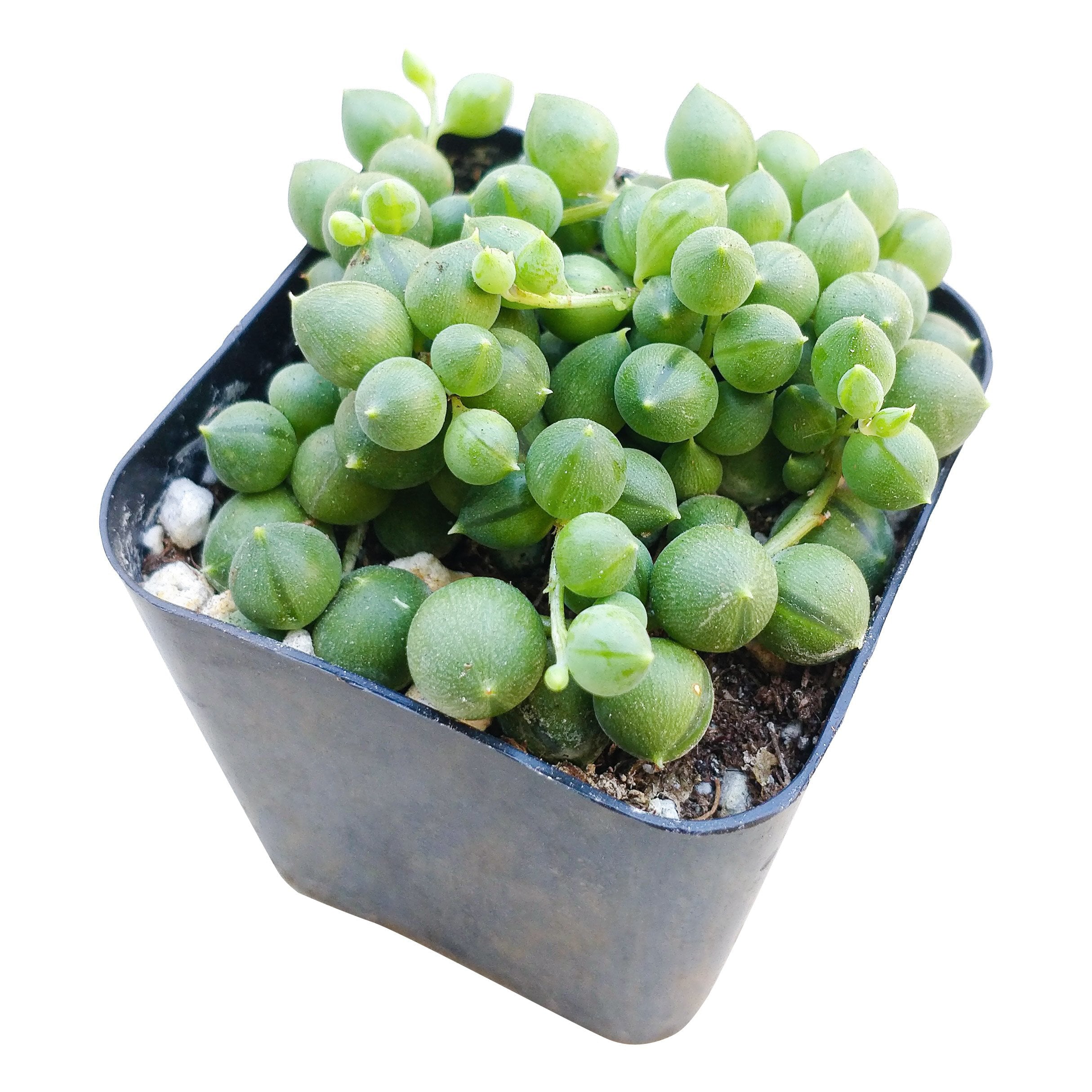 String Of Pearls Senecio Rowleyanus， Best Hanging or Trailing Succulent Plant - 2 inch with Clay Pot